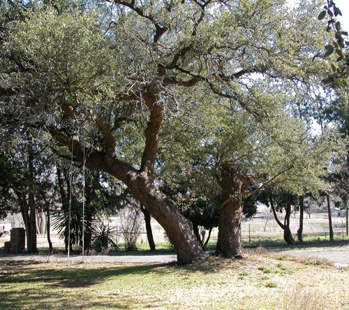 Twin Oaks-recent